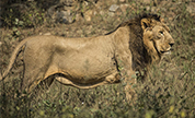 Ahmedabad Wildlife Packages Ahmedabad Wildlife Packages