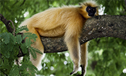 Guwahati Wildlife Packages Guwahati Wildlife Packages